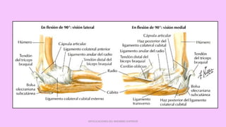 ARTICULACIONES DEL MIEMBRO SUPERIOR
 