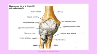 ARTICULACIONES DEL MIEMBRO SUPERIOR
 