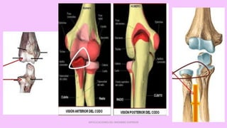 ARTICULACIONES DEL MIEMBRO SUPERIOR
 