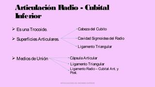 Articulación Radio - Cubital
Inferior
 EsunaTrocoide.
 SuperficiesArticulares.
 MediosdeUnión
ARTICULACIONES DEL MIEMBRO SUPERIOR
CápsulaArticular
Cavidad Sigmoideadel Radio
Ligamento Triangular
Cabezadel Cubito
Ligamento Triangular
Ligamento Radio – Cubital Ant. y
Post.
 