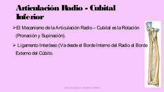 El Mecanismo delaArticulación Radio – Cubital eslaRotación
(Pronación y Supinación).
 Ligamento Interóseo (Vadesdeel BordeInterno del Radio al Borde
Externo del Cúbito.
ARTICULACIONES DEL MIEMBRO SUPERIOR
Articulación Radio - Cubital
Inferior
 