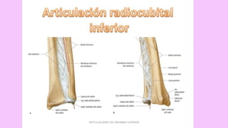 ARTICULACIONES DEL MIEMBRO SUPERIOR
 