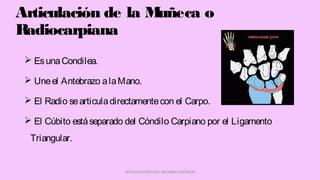  EsunaCondilea.
 Uneel Antebrazo alaMano.
 El Radio searticuladirectamentecon el Carpo.
 El Cúbito estáseparado del Cóndilo Carpiano por el Ligamento
Triangular.
ARTICULACIONES DEL MIEMBRO SUPERIOR
Articulación de la Muñeca o
Radiocarpiana
 