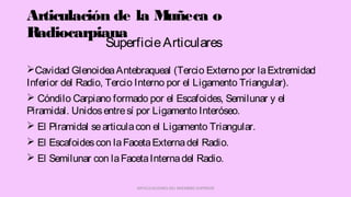 Articulación de la Muñeca o
Radiocarpiana
Cavidad GlenoideaAntebraqueal (Tercio Externo por laExtremidad
Inferior del Radio, Tercio Interno por el Ligamento Triangular).
 Cóndilo Carpiano formado por el Escafoides, Semilunar y el
Piramidal. Unidosentresí por Ligamento Interóseo.
 El Piramidal searticulacon el Ligamento Triangular.
 El Escafoidescon laFacetaExternadel Radio.
 El Semilunar con laFacetaInternadel Radio.
ARTICULACIONES DEL MIEMBRO SUPERIOR
SuperficieArticulares
 