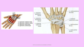 ARTICULACIONES DEL MIEMBRO SUPERIOR
 