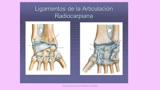 ARTICULACIONES DEL MIEMBRO SUPERIOR
 