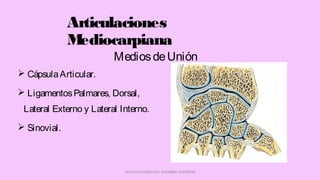 Articulaciones
Mediocarpiana
 CápsulaArticular.
 LigamentosPalmares, Dorsal,
Lateral Externo y Lateral Interno.
 Sinovial.
ARTICULACIONES DEL MIEMBRO SUPERIOR
MediosdeUnión
 