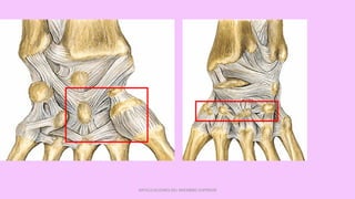 ARTICULACIONES DEL MIEMBRO SUPERIOR
 