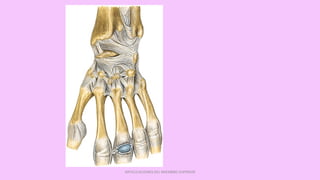 ARTICULACIONES DEL MIEMBRO SUPERIOR
 