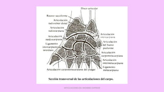ARTICULACIONES DEL MIEMBRO SUPERIOR
 
