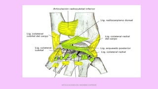ARTICULACIONES DEL MIEMBRO SUPERIOR
 