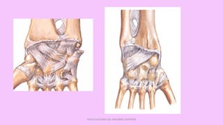 ARTICULACIONES DEL MIEMBRO SUPERIOR
 