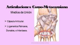 Articulaciones Carpo-Metacarpiana
 CápsulaArticular.
 LigamentosPalmares,
Dorsales, eInteróseos.
ARTICULACIONES DEL MIEMBRO SUPERIOR
MediosdeUnión
 