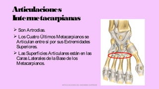 Articulaciones
Intermetacarpianas
 Son Artrodias.
 LosCuatro ÚltimosMetacarpianosse
Articulan entresí por susExtremidades
Superiores.
 LasSuperficiesArticularesestán en las
CarasLateralesdelaBasedelos
Metacarpianos.
ARTICULACIONES DEL MIEMBRO SUPERIOR
 