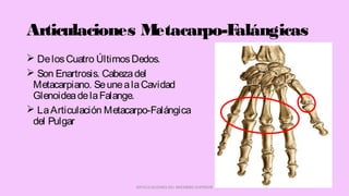 Articulaciones Metacarpo-Falángicas
 DelosCuatro ÚltimosDedos.
 Son Enartrosis. Cabezadel
Metacarpiano. SeunealaCavidad
GlenoideadelaFalange.
 LaArticulación Metacarpo-Falángica
del Pulgar
ARTICULACIONES DEL MIEMBRO SUPERIOR
 