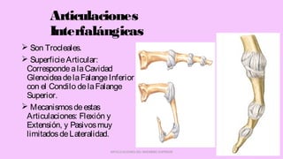 Articulaciones
Interfalángicas
 Son Trocleales.
 SuperficieArticular:
CorrespondealaCavidad
GlenoideadelaFalangeInferior
con el Condilo delaFalange
Superior.
 Mecanismosdeestas
Articulaciones: Flexión y
Extensión, y Pasivosmuy
limitadosdeLateralidad.
ARTICULACIONES DEL MIEMBRO SUPERIOR
 
