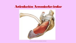 Articulación Acromioclavicular
ARTICULACIONES DEL MIEMBRO SUPERIOR
 