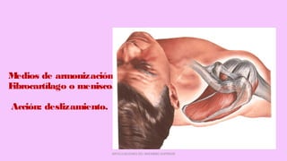 Medios de armonización:
Fibrocartílago o menisco.
Acción: deslizamiento.
ARTICULACIONES DEL MIEMBRO SUPERIOR
 