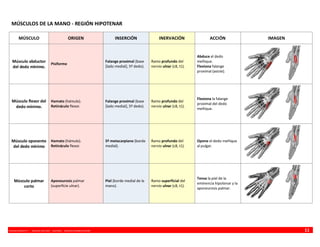 VINCENZO BENEDETTI P. - MEDICINA UFRO 2009 - ANATOMÍA - RESUMEN MIEMBRO SUPERIOR 11
MÚSCULOS DE LA MANO - REGIÓN HIPOTENAR
MÚSCULO ORIGEN INSERCIÓN INERVACIÓN ACCIÓN IMAGEN
Músculo abductor
del dedo mínimo.
Pisiforme
Falange proximal (base
[lado medial], 5º dedo).
Ramo profundo del
nervio ulnar (c8, t1).
Abduce el dedo
meñique.
Flexiona falange
proximal (asiste).
Músculo flexor del
dedo mínimo.
Hamato (hámulo).
Retináculo flexor.
Falange proximal (base
[lado medial], 5º dedo).
Ramo profundo del
nervio ulnar (c8, t1).
Flexiona la falange
proximal del dedo
meñique.
Músculo oponente
del dedo mínimo
Hamato (hámulo).
Retináculo flexor.
5º metacarpiano (borde
medial).
Ramo profundo del
nervio ulnar (c8, t1).
Opone el dedo meñique
al pulgar.
Músculo palmar
corto
Aponeurosis palmar
(superficie ulnar).
Piel (borde medial de la
mano).
Ramo superficial del
nervio ulnar (c8, t1).
Tensa la piel de la
eminencia hipotenar y la
aponeurosis palmar.
 