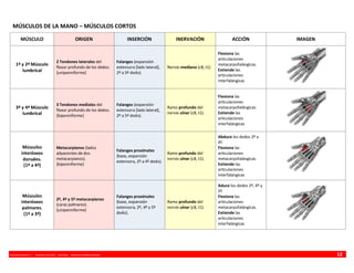 VINCENZO BENEDETTI P. - MEDICINA UFRO 2009 - ANATOMÍA - RESUMEN MIEMBRO SUPERIOR 12
MÚSCULOS DE LA MANO – MÚSCULOS CORTOS
MÚSCULO ORIGEN INSERCIÓN INERVACIÓN ACCIÓN IMAGEN
1º y 2º Músculo
lumbrical
2 Tendones laterales del
flexor profundo de los dedos.
{unipenniforme}
Falanges (expansión
extensora [lado lateral],
2º a 5º dedo).
Nervio mediano (c8, t1)
Flexiona las
articulaciones
metacarpofalángicas.
Extiende las
articulaciones
interfalángicas
3º y 4º Músculo
lumbrical
3 Tendones mediales del
flexor profundo de los dedos.
{bipenniforme}
Falanges (expansión
extensora [lado lateral],
2º a 5º dedo).
Ramo profundo del
nervio ulnar (c8, t1).
Flexiona las
articulaciones
metacarpofalángicas.
Extiende las
articulaciones
interfalángicas
Músculos
interóseos
dorsales.
{1º a 4º}
Metacarpianos (lados
adyacentes de dos
metacarpianos).
{bipenniforme}
Falanges proximales
(base, expansión
extensora, 2º a 4º dedo).
Ramo profundo del
nervio ulnar (c8, t1).
Abduce los dedos 2º a
4º.
Flexiona las
articulaciones
metacarpofalángicas.
Extiende las
articulaciones
interfalángicas
Músculos
interóseos
palmares.
{1º a 3º}
2º, 4º y 5º metacarpianos
(caras palmares).
{unipenniforme}
Falanges proximales
(base, expansión
extensora; 2º, 4º y 5º
dedo).
Ramo profundo del
nervio ulnar (c8, t1).
Aduce los dedos 2º, 4º y
5º.
Flexiona las
articulaciones
metacarpofalángicas.
Extiende las
articulaciones
interfalángicas
 