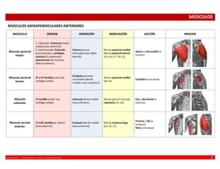 VINCENZO BENEDETTI P. - MEDICINA UFRO 2009 - ANATOMÍA - RESUMEN MIEMBRO SUPERIOR 2
MÚSCULOS
MÚSCULOS AXIOAPENDICULARES ANTERIORES
MÚSCULO ORIGEN INSERCIÓN INERVACIÓN ACCIÓN IMAGEN
Músculo pectoral
mayor.
C. Clavicular: Clavícula (mitad
medial [cara anterior]).
C. Esternocostal: Esternón
(cara anterior); cartílagos
costales (6 superiores);
aponeurosis del músculo
oblicuo externo).
Húmero (surco
intertubercular [labio
lateral]).
Nervio pectoral medial.
Nervio pectoral lateral.
(c5 y c6; c7, c8, t1).
Aduce y rota medial el
húmero.
Músculo pectoral
menor.
3ª a 5ª Costillas (cerca de
cartílago costal).
Escápula (proceso
coracoides [borde
medial y cara superior]).
Nervio pectoral medial
(c8, t1).
Estabiliza la escápula.
Músculo
subclavio.
1ª Costilla (unión con
cartílago costal).
Clavícula (tercio medio
[cara inferior]).
Nervio para el músculo
subclavio (c5, c6).
Fija y desciende la
clavícula
Músculo serrato
anterior.
1ª a 8ª Costillas (p. lateral
[cara externa])
Escápula (borde medial
[cara anterior])
Nervio torácico largo
(c5, c6, c7).
Protrae y fija la
escápula.
Rota la escápula
 