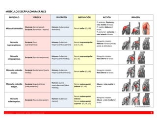 VINCENZO BENEDETTI P. - MEDICINA UFRO 2009 - ANATOMÍA - RESUMEN MIEMBRO SUPERIOR 4
MÚSCULOS ESCÁPULOHUMERALES
MÚSCULO ORIGEN INSERCIÓN INERVACIÓN ACCIÓN IMAGEN
Músculo deltoides
Clavícula (tercio lateral).
Escápula (Acromion y espina)
Húmero (tuberosidad
deltoídea)
Nervio axilar (c5, c6)
P. anterior: flexiona y
rota medial el brazo.
P. media: Abduce el
brazo.
P. posterior: extiende y
rota lateral el brazo.
Músculo
supraespinoso.
Escápula (fosa
supraespinosa).
Húmero (tubérculo
mayor [carilla superior]).
Nervio supraescapular
(c4, c5, c6).
Manguito rotador.
Abduce el brazo (inicia y
asiste al deltoides).
Músculo
infraespinoso.
Escápula (fosa infraespinosa).
Húmero (tubérculo
mayor [carilla media]).
Nervio supraescapular
(c5, c6).
Manguito rotador.
Rota lateral el brazo.
Músculo redondo
menor.
Escápula (borde lateral [parte
media]).
Húmero (tubérculo
mayor [carilla inferior]).
Nervio axilar (c5, c6).
Manguito rotador.
Rota lateral el brazo.
Músculo redondo
mayor.
Escápula (ángulo inferior
[cara posterior]).
Húmero (surco
intertubercular [labio
medial]).
Nervio subescapular
inferior (c5, c6).
Aduce y rota medial el
brazo.
Músculo
subescapular.
Escápula (fosa subescapular).
Húmero (tubérculo
menor).
Nervio subescapular
inferior.
Nervio subescapular
superior. (c5, c6, c7).
Manguito rotador.
Aduce y rota medial el
brazo.
*Se ha removido la escápula
 