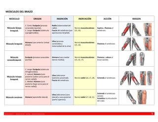 VINCENZO BENEDETTI P. - MEDICINA UFRO 2009 - ANATOMÍA - RESUMEN MIEMBRO SUPERIOR 5
MÚSCULOS DEL BRAZO
MÚSCULO ORIGEN INSERCIÓN INERVACIÓN ACCIÓN IMAGEN
Músculo bíceps
braquial.
C. Corta: Escápula (proceso
coracoides [punta]).
C. Larga: Escápula (tubérculo
supraglenoideo).
Radio (tuberosidad del
radio).
Fascia del antebrazo (por
aponeurosis bicipital).
Nervio musculocutáneo
(c5, c6).
Supina y flexiona el
antebrazo.
Músculo braquial.
Húmero (cara anterior [mitad
distal]).
Ulna (proceso
coronoides y
tuberosidad de la ulna).
Nervio musculocutáneo
(c5, c6).
Flexiona el antebrazo.
Músculo
coracobraquial.
Escápula (proceso coracoides
[punta]).
Húmero (cara medial
[tercio medio]).
Nervio musculocutáneo
(c5, c6, c7).
Flexiona y aduce el
brazo (asiste).
Músculo tríceps
braquial.
C. Larga: Escápula (tubérculo
infraglenoideo).
C. Lateral: Húmero (cara
posterior [sobre surco para el
nervio radial]).
C. Medial: Húmero (cara
posterior [bajo surco para el
nervio radial]).
Ulna (olécranon
[extremo proximal]).
Fascia del antebrazo.
Nervio radial (c6, c7, c8). Extiende el antebrazo.
Músculo ancóneo. Húmero (epicóndilo lateral).
Ulna (olécranon [cara
lateral] y cara posterior
[parte superior]).
Nervio radial (c7, c8, t1).
Extiende el antebrazo
(asiste).
Estabiliza la articulación
del codo.
 