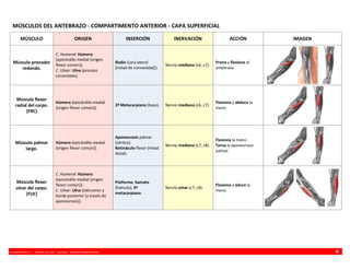 VINCENZO BENEDETTI P. - MEDICINA UFRO 2009 - ANATOMÍA - RESUMEN MIEMBRO SUPERIOR 6
MÚSCULOS DEL ANTEBRAZO - COMPARTIMENTO ANTERIOR - CAPA SUPERFICIAL
MÚSCULO ORIGEN INSERCIÓN INERVACIÓN ACCIÓN IMAGEN
Músculo pronador
redondo.
C. Humeral: Húmero
(epicóndilo medial {origen
flexor común}).
C. Ulnar: Ulna (proceso
coronoides).
Radio (cara lateral
[mitad de convexidad]).
Nervio mediano (c6, c7).
Prona y flexiona el
antebrazo.
Músculo flexor
radial del carpo.
{FRC}
Húmero (epicóndilo medial
{origen flexor común}).
2º Metacarpiano (base). Nervio mediano (c6, c7).
Flexiona y abduce la
mano.
Músculo palmar
largo.
Húmero (epicóndilo medial
{origen flexor común}).
Aponeurosis palmar
(vértice).
Retináculo flexor (mitad
distal).
Nervio mediano (c7, c8).
Flexiona la mano.
Tensa la aponeurosis
palmar.
Músculo flexor
ulnar del carpo.
{FUC}
C. Humeral: Húmero
(epicóndilo medial {origen
flexor común}).
C. Ulnar: Ulna (olécranon y
borde posterior [a través de
aponeurosis]).
Pisiforme, hamato
(hámulo), 5º
metacarpiano.
Nervio ulnar (c7, c8).
Flexiona y aduce la
mano.
 