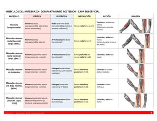VINCENZO BENEDETTI P. - MEDICINA UFRO 2009 - ANATOMÍA - RESUMEN MIEMBRO SUPERIOR 8
MÚSCULOS DEL ANTEBRAZO - COMPARTIMENTO POSTERIOR - CAPA SUPERFICIAL
MÚSCULO ORIGEN INSERCIÓN INERVACIÓN ACCIÓN IMAGEN
Músculo
braquiorradial.
Húmero (cresta
supraepicondilar lateral [dos
tercios proximales]).
Radio (extremo distal
[cara lateral] {proximal al
proceso estiloides}).
Nervio radial (c5, c6, c7).
Flexiona el antebrazo
(débil).
{Máxima en posición
neutra}
Músculo extensor
radial largo del
carpo. {ERLC}
Húmero (cresta
supraepicondilar lateral)
2º metacarpiano (base
[cara dorsal])
Nervio radial (c6, c7).
Extiende y abduce la
mano.
{Activo durante el cierre
del puño}
Músculo extensor
radial corto del
carpo. {ERCC}
Húmero (epicóndilo lateral
{origen extensor común}).
3º metacarpiano (base
[cara dorsal])
Ramo profundo del
nervio radial (c7, c8).
Extiende y abduce la
mano.
Músculo extensor
de los dedos.
Húmero (epicóndilo lateral
{origen extensor común}).
Falanges (expansiones
extensoras, cuatro dedos
mediales).
Nervio interóseo
posterior (c7, c8).
Extiende los cuatro
dedos mediales.
Músculo extensor
del dedo mínimo.
{EDM}
Húmero (epicóndilo lateral
{origen extensor común}).
Falanges (expansión
extensora, 5º dedo).
Nervio interóseo
posterior (c7, c8).
Extiende el dedo
meñique.
Músculo extensor
ulnar del carpo.
{EUC}
Húmero (epicóndilo lateral).
Ulna (borde posterior {a
través de una aponeurosis}).
5º metacarpiano (base
[cara dorsal]).
Nervio interóseo
posterior (c7, c8).
Extiende y aduce la
mano.
 