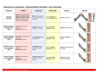 VINCENZO BENEDETTI P. - MEDICINA UFRO 2009 - ANATOMÍA - RESUMEN MIEMBRO SUPERIOR 9
MÚSCULOS DEL ANTEBRAZO - COMPARTIMENTO POSTERIOR - CAPA PROFUNDA
MÚSCULO ORIGEN INSERCIÓN INERVACIÓN ACCIÓN IMAGEN
Músculo
supinador.
Húmero (epicóndilo lateral).
Ligamento colateral radial.
Ligamento anular del radio.
Ulna (cresta del músculo
supinador, fosa bicipital).
Radio (tercio proximal
[cara lateral, posterior y
anterior]).
Ramo profundo del
nervio radial (c7, c8).
Supina el antebrazo.
Músculo extensor
del dedo índice.
{EDI}
Ulna (tercio distal [cara
posterior]).
Membrana interósea.
Falanges (expansión
extensora, 2º dedo).
Nervio interóseo
posterior (c7, c8).
Extiende el dedo índice.
Músculo abductor
largo del pulgar.
{ALP}
Ulna (mitad proximal [cara
posterior]).
Membrana interósea.
1º metacarpiano (base
[cara dorsal]).
Nervio interóseo
posterior (c7, c8).
Extiende y abduce el
pulgar.
Músculo extensor
largo del pulgar.
{ELP}
Ulna (tercio medio [cara
posterior]).
Membrana interósea.
Falange distal (base
[cara dorsal], dedo
pulgar).
Nervio interóseo
posterior (c7, c8).
Extiende la falange distal
del pulgar.
Músculo extensor
corto del pulgar.
{ECP}
Radio (tercio distal [cara
posterior]).
Membrana interósea.
Falange proximal (base
[cara dorsal], dedo
pulgar).
Nervio interóseo
posterior (c7, c8).
Extiende la falange
proximal del pulgar.
 