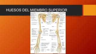 HUESOS DEL MIEMBRO SUPERIOR
 