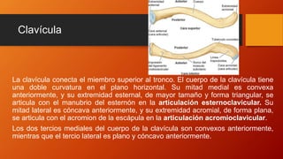 Clavícula
La clavícula conecta el miembro superior al tronco. El cuerpo de la clavícula tiene
una doble curvatura en el plano horizontal. Su mitad medial es convexa
anteriormente, y su extremidad esternal, de mayor tamaño y forma triangular, se
articula con el manubrio del esternón en la articulación esternoclavicular. Su
mitad lateral es cóncava anteriormente, y su extremidad acromial, de forma plana,
se articula con el acromion de la escápula en la articulación acromioclavicular.
Los dos tercios mediales del cuerpo de la clavícula son convexos anteriormente,
mientras que el tercio lateral es plano y cóncavo anteriormente.
 