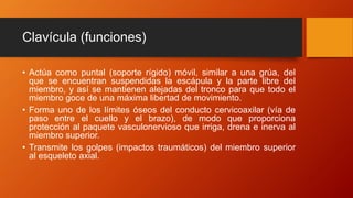 Clavícula (funciones)
• Actúa como puntal (soporte rígido) móvil, similar a una grúa, del
que se encuentran suspendidas la escápula y la parte libre del
miembro, y así se mantienen alejadas del tronco para que todo el
miembro goce de una máxima libertad de movimiento.
• Forma uno de los límites óseos del conducto cervicoaxilar (vía de
paso entre el cuello y el brazo), de modo que proporciona
protección al paquete vasculonervioso que irriga, drena e inerva al
miembro superior.
• Transmite los golpes (impactos traumáticos) del miembro superior
al esqueleto axial.
 