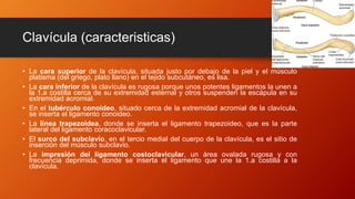 Clavícula (caracteristicas)
• La cara superior de la clavícula, situada justo por debajo de la piel y el músculo
platisma (del griego, plato llano) en el tejido subcutáneo, es lisa.
• La cara inferior de la clavícula es rugosa porque unos potentes ligamentos la unen a
la 1.a costilla cerca de su extremidad esternal y otros suspenden la escápula en su
extremidad acromial.
• En el tubérculo conoideo, situado cerca de la extremidad acromial de la clavícula,
se inserta el ligamento conoideo.
• La línea trapezoidea, donde se inserta el ligamento trapezoideo, que es la parte
lateral del ligamento coracoclavicular.
• El surco del subclavio, en el tercio medial del cuerpo de la clavícula, es el sitio de
inserción del músculo subclavio.
• La impresión del ligamento costoclavicular, un área ovalada rugosa y con
frecuencia deprimida, donde se inserta el ligamento que une la 1.a costilla a la
clavícula.
 