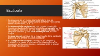 Escápula
• La escápula es un hueso triangular plano que se
encuentra en la cara posterolateral del tórax y descansa
sobre las costillas 2.a a 7.a
• La espina de la escápula es una gruesa proyección
ósea que divide de forma asimétrica la cara posterior de
la escápula, convexa, en una fosa supraespinosa, de
pequeño tamaño, y una fosa infraespinosa, mucho
mayor.
• La cara costal cóncava de la mayor parte de la escápula
presenta una amplia fosa subescapular.
• El cuerpo de la escápula, triangular, es delgado y
translúcido superior e inferiormente a la espina de la
escápula, aunque sus bordes, especialmente el lateral,
son algo más gruesos.
 