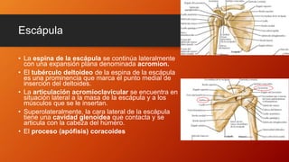 Escápula
• La espina de la escápula se continúa lateralmente
con una expansión plana denominada acromion.
• El tubérculo deltoideo de la espina de la escápula
es una prominencia que marca el punto medial de
inserción del deltoides.
• La articulación acromioclavicular se encuentra en
situación lateral a la masa de la escápula y a los
músculos que se le insertan.
• Superolateralmente, la cara lateral de la escápula
tiene una cavidad glenoidea que contacta y se
articula con la cabeza del húmero.
• El proceso (apófisis) coracoides
 