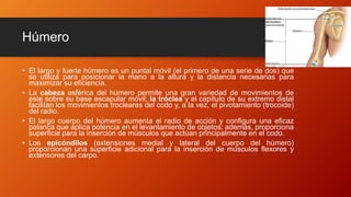Húmero
• El largo y fuerte húmero es un puntal móvil (el primero de una serie de dos) que
se utiliza para posicionar la mano a la altura y la distancia necesarias para
maximizar su eficiencia.
• La cabeza esférica del húmero permite una gran variedad de movimientos de
este sobre su base escapular móvil; la tróclea y el capítulo de su extremo distal
facilitan los movimientos trocleares del codo y, a la vez, el pivotamiento (trocoide)
del radio.
• El largo cuerpo del húmero aumenta el radio de acción y configura una eficaz
palanca que aplica potencia en el levantamiento de objetos; además, proporciona
superficie para la inserción de músculos que actúan principalmente en el codo.
• Los epicóndilos (extensiones medial y lateral del cuerpo del húmero)
proporcionan una superficie adicional para la inserción de músculos flexores y
extensores del carpo.
 