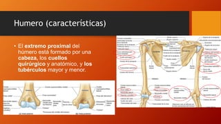 Humero (características)
• El extremo proximal del
húmero está formado por una
cabeza, los cuellos
quirúrgico y anatómico, y los
tubérculos mayor y menor.
 