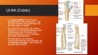 ULNA (Cubito)
• La ulna (cúbito) es el hueso
estabilizador del antebrazo, y de
los dos huesos del antebrazo es
el más largo y medial.
• Su extremo proximal, de mayor
tamaño, se ha especializado para
articularse con el húmero de
forma proximal y con la cabeza
del radio lateralmente.
• El olécranon y el proceso
coronoides forman las paredes de
la incisura troclear, que rodea la
tróclea del húmero.
 