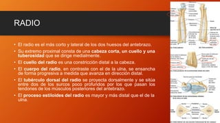 RADIO
• El radio es el más corto y lateral de los dos huesos del antebrazo.
• Su extremo proximal consta de una cabeza corta, un cuello y una
tuberosidad que se dirige medialmente.
• El cuello del radio es una constricción distal a la cabeza.
• El cuerpo del radio, en contraste con el de la ulna, se ensancha
de forma progresiva a medida que avanza en dirección distal.
• El tubérculo dorsal del radio se proyecta dorsalmente y se sitúa
entre dos de los surcos poco profundos por los que pasan los
tendones de los músculos posteriores del antebrazo.
• El proceso estiloides del radio es mayor y más distal que el de la
ulna.
 
