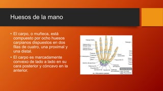 Huesos de la mano
• El carpo, o muñeca, está
compuesto por ocho huesos
carpianos dispuestos en dos
filas de cuatro, una proximal y
una distal.
• El carpo es marcadamente
convexo de lado a lado en su
cara posterior y cóncavo en la
anterior.
 
