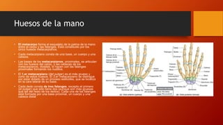Huesos de la mano
• El metacarpo forma el esqueleto de la palma de la mano
entre el carpo y las falanges. Está constituido por los
cinco huesos metacarpianos.
• Cada metacarpiano consta de una base, un cuerpo y una
cabeza.
• Las bases de los metacarpianos, proximales, se articulan
con los huesos del carpo, y las cabezas de los
metacarpianos, distales, lo hacen con las falanges
proximales formando los nudillos.
• El 1.er metacarpiano (del pulgar) es el más grueso y
corto de estos huesos. El 3.er metacarpiano se distingue
por estar dotado de un proceso estiloides, que se localiza
en la cara lateral de su base.
• Cada dedo consta de tres falanges, excepto el primero
(el pulgar) que sólo tiene dos (aunque son más gruesas
que las del resto de los dedos). Cada una de las falanges
está formada por una base proximal, un cuerpo y una
cabeza distal
 
