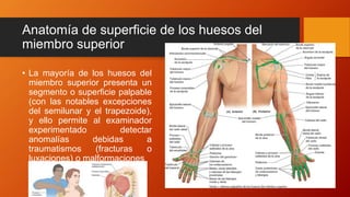 Anatomía de superficie de los huesos del
miembro superior
• La mayoría de los huesos del
miembro superior presenta un
segmento o superficie palpable
(con las notables excepciones
del semilunar y el trapezoide),
y ello permite al examinador
experimentado detectar
anomalías debidas a
traumatismos (fracturas o
luxaciones) o malformaciones
 