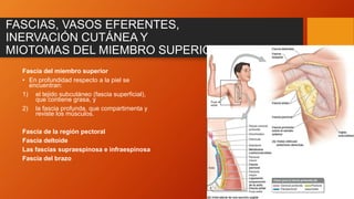 FASCIAS, VASOS EFERENTES,
INERVACIÓN CUTÁNEA Y
MIOTOMAS DEL MIEMBRO SUPERIOR
Fascia del miembro superior
• En profundidad respecto a la piel se
encuentran:
1) el tejido subcutáneo (fascia superficial),
que contiene grasa, y
2) la fascia profunda, que compartimenta y
reviste los músculos.
Fascia de la región pectoral
Fascia deltoide
Las fascias supraespinosa e infraespinosa
Fascia del brazo
 