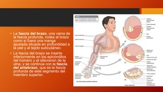 • La fascia del brazo, una vaina de
la fascia profunda, rodea al brazo
como si fuera una manga
ajustada situada en profundidad a
la piel y al tejido subcutáneo.
• La fascia del brazo se inserta
inferiormente en los epicóndilos
del húmero y el olécranon de la
ulna, y se continúa con la fascia
del antebrazo, que es la fascia
profunda de este segmento del
miembro superior.
 
