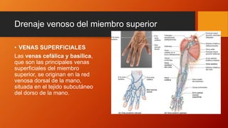 Drenaje venoso del miembro superior
• VENAS SUPERFICIALES
Las venas cefálica y basílica,
que son las principales venas
superficiales del miembro
superior, se originan en la red
venosa dorsal de la mano,
situada en el tejido subcutáneo
del dorso de la mano.
 