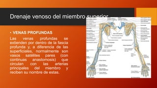 Drenaje venoso del miembro superior
• VENAS PROFUNDAS
Las venas profundas se
extienden por dentro de la fascia
profunda y, a diferencia de las
superficiales, normalmente son
vasos satélites pares (con
continuas anastomosis) que
circulan con las arterias
principales del miembro y
reciben su nombre de estas.
 