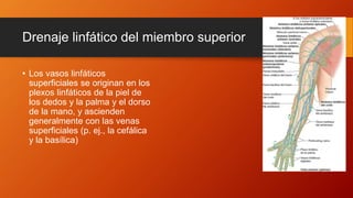 Drenaje linfático del miembro superior
• Los vasos linfáticos
superficiales se originan en los
plexos linfáticos de la piel de
los dedos y la palma y el dorso
de la mano, y ascienden
generalmente con las venas
superficiales (p. ej., la cefálica
y la basílica)
 