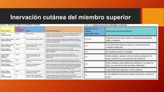 Inervación cutánea del miembro superior
 