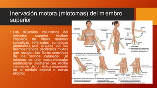 Inervación motora (miotomas) del miembro
superior
• Los músculos voluntarios del
miembro superior reciben
impulsos de fibras motoras
somáticas (eferentes somáticas
generales) que circulan por los
mismos nervios periféricos mixtos
que recogen las fibras sensitivas
de los nervios cutáneos. Un
miotoma es una masa muscular
embrionaria unilateral que recibe
inervación de un único segmento
de la médula espinal o nervio
espinal.
 